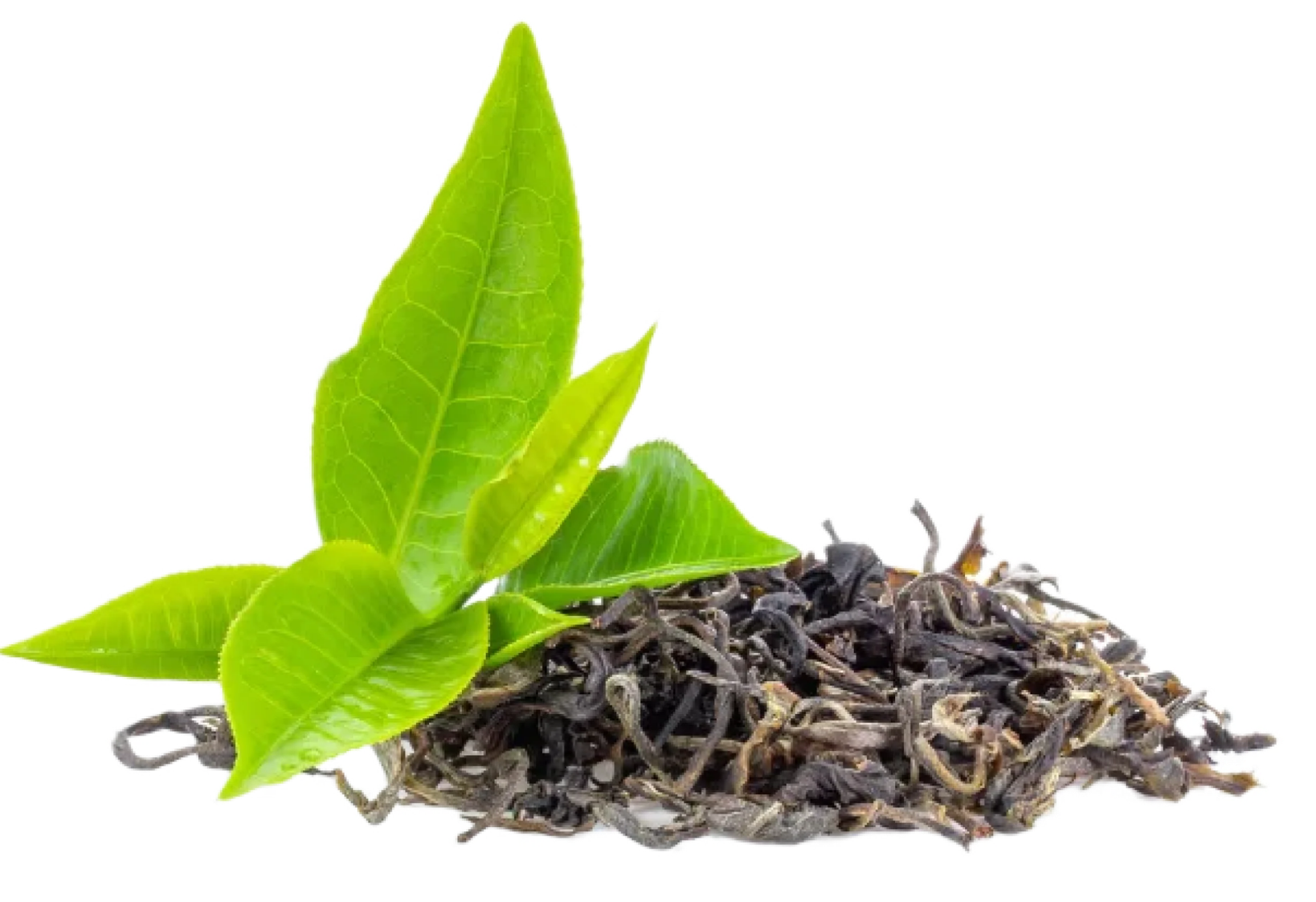 KannaGummies - White-Label Sceletium Tortuosum Extract