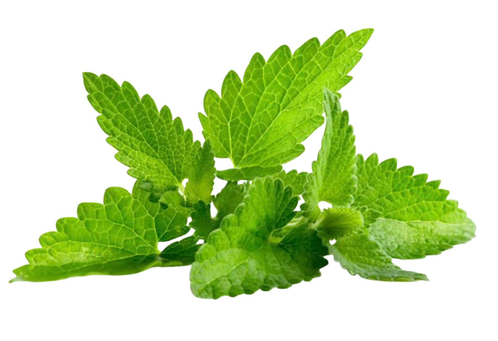 Filler-Free Batch-Consistent Sceletium Formulation